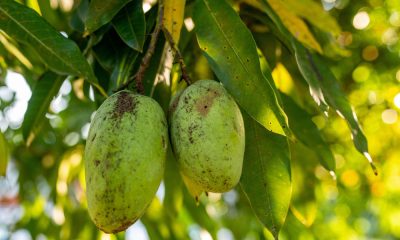 Why is Mango King of all Fruits? See the 10 Amazing Health Benefits of Mango