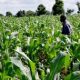 Agro-Based Business Ideas for Rural Youth