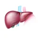 Best Liver Detox Drinks Backed by Experts