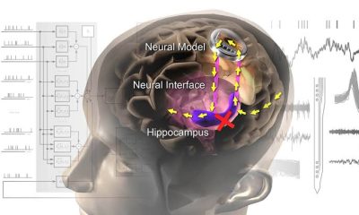 How to Improve Memory and Brain Function Naturally