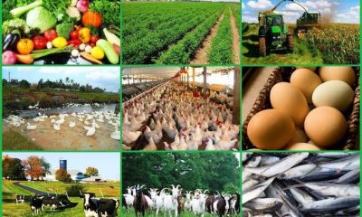 Lucrative Agro-Businesses to Start in Nigeria with ₦500k