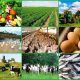 Lucrative Agro-Businesses to Start in Nigeria with ₦500k