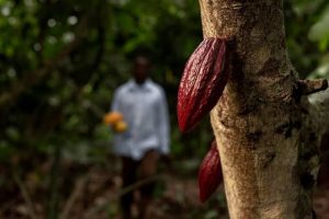 How to Trade Agricultural Commodities Like Cocoa and Palm Oil in Nigeria