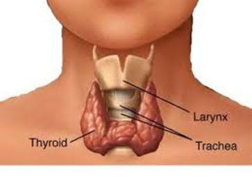 How to Naturally Support Thyroid Health Through Diet