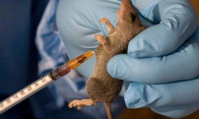 Lassa Fever Treatment Options and Hospital Costs in Nigeria