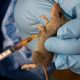 Lassa Fever Treatment Options and Hospital Costs in Nigeria