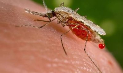 How to Prevent Malaria Effectively: Tested Methods for Nigerians