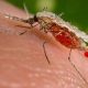 How to Prevent Malaria Effectively: Tested Methods for Nigerians