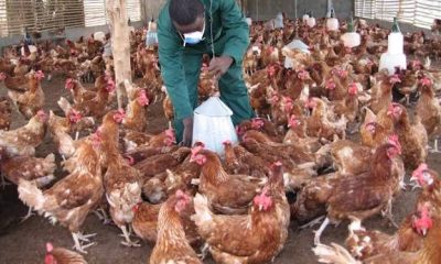 Best Poultry Feeds in Nigeria and Their Prices for High Egg Production