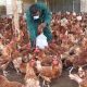 Best Poultry Feeds in Nigeria and Their Prices for High Egg Production