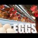 Egg Production Business in Nigeria: How Much You Can Make Monthly