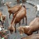 How to Get NIRSAL and CBN Loans for Goat Farming in Nigeria