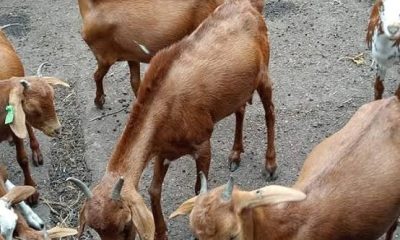 Most Profitable Goat Breeds for Meat and Milk Production in Nigeria