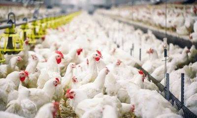 How to Secure Government Grants for Poultry Farmers in Nigeria