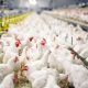 How to Secure Government Grants for Poultry Farmers in Nigeria