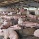 How to Start Pig Farming in Nigeria and Make ₦500,000 Monthly