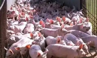 How to Secure Government Grants and Loans for Pig Farmers in Nigeria