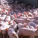 How to Secure Government Grants and Loans for Pig Farmers in Nigeria