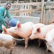 Pig Farming Business Plan in Nigeria With High Profit Margin