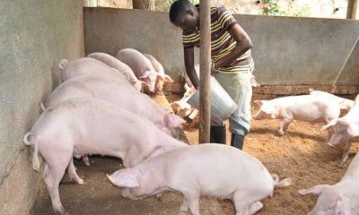 Most Profitable Pig Breeds for Nigerian Farmers