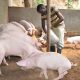 Most Profitable Pig Breeds for Nigerian Farmers
