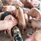 Pig Disease Prevention and Vaccination Cost in Nigeria
