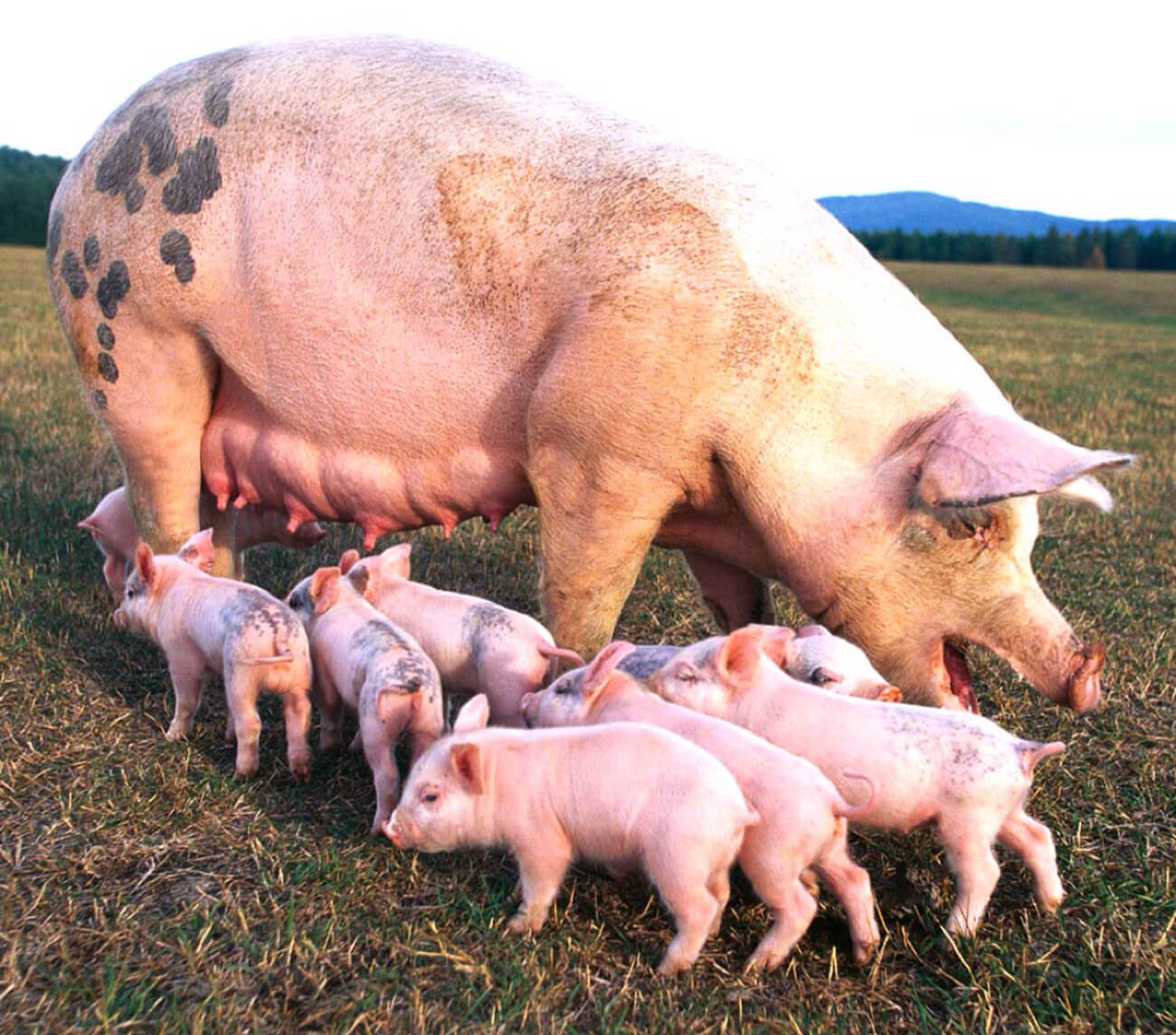 How to Market Your Pigs and Sell at Higher Prices in Nigeria