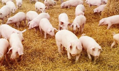 How to Access Agricultural Credit for Pig Farmers Through BOA or NIRSAL
