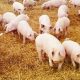 How to Access Agricultural Credit for Pig Farmers Through BOA or NIRSAL