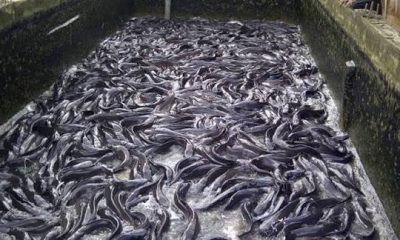 Best Catfish Feed for Fast Growth in Nigeria (Updated Prices)