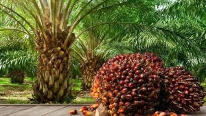 Best Hybrid Palm Seedlings in Nigeria — Prices and Profit Advantages