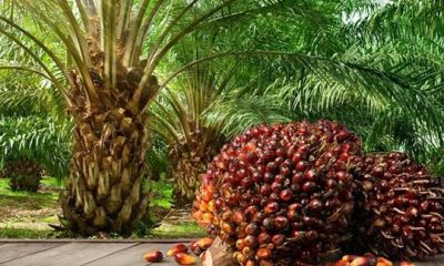 Best Hybrid Palm Seedlings in Nigeria — Prices and Profit Advantages