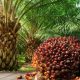 Best Hybrid Palm Seedlings in Nigeria — Prices and Profit Advantages