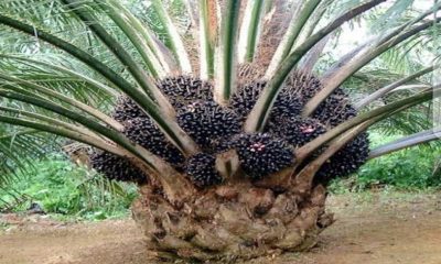 Palm Oil Export Requirements and Packaging Guide in Nigeria for International Buyers