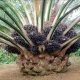 Palm Oil Export Requirements and Packaging Guide in Nigeria for International Buyers