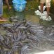Fish Pond Construction Cost in Nigeria: Materials, Prices, and Budget Planning