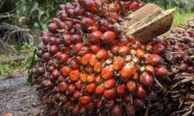 Best Funding Opportunities for Palm Oil Processors in Nigeria