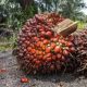 Best Funding Opportunities for Palm Oil Processors in Nigeria