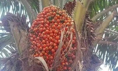 How to Get a Loan for Palm Oil Production in Nigeria