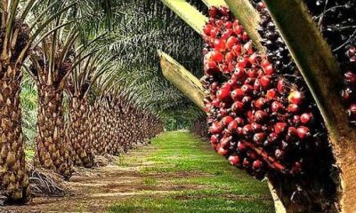 Palm Plantation Cost and Profit Per Acre in Nigeria Using Real Farm Figures