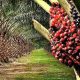 Palm Plantation Cost and Profit Per Acre in Nigeria Using Real Farm Figures
