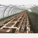 How to Prevent Snail Mortality and Increase Survival Rate in Nigeria