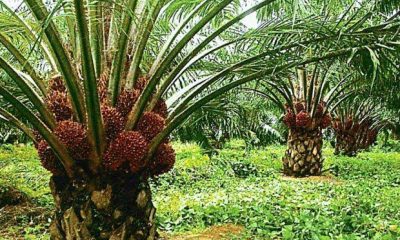 How to Start a Palm Oil Supply Business in Nigeria and Build Steady Cash Flow