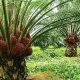 How to Start a Palm Oil Supply Business in Nigeria and Build Steady Cash Flow