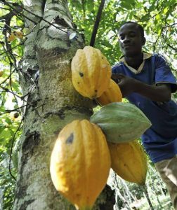 Cocoa Processing Plant Setup in Nigeria: Equipment Cost, Factory Requirements, and Investment Returns