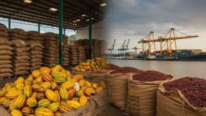Cocoa Value Chain in Nigeria: Profitable Opportunities From Farming to Chocolate Manufacturing